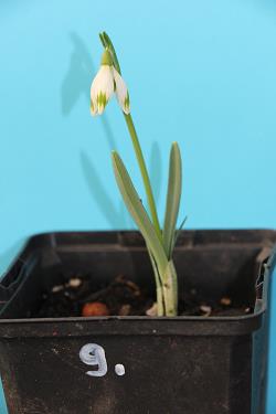 Galanthus nivalis forms sale 2021 Galanthus nivalis forms sale 2021