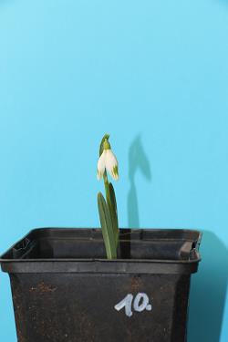 Galanthus nivalis forms sale 2021 Galanthus nivalis forms sale 2021