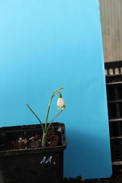 Galanthus nivalis forms sale 2021 Galanthus nivalis forms sale 2021