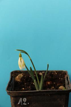 Galanthus nivalis forms sale 2021 Galanthus nivalis forms sale 2021