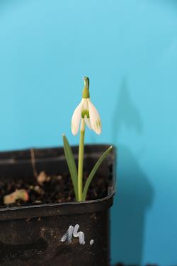 Galanthus nivalis forms sale 2021 Galanthus nivalis forms sale 2021