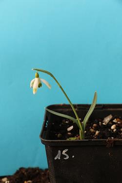 Galanthus nivalis forms sale 2021 Galanthus nivalis forms sale 2021