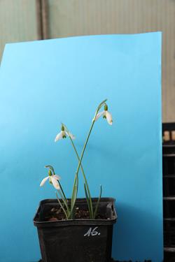 Galanthus nivalis forms sale 2021 Galanthus nivalis forms sale 2021