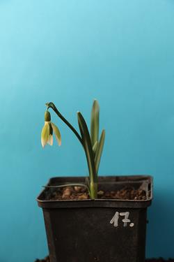 Galanthus nivalis forms sale 2021 Galanthus nivalis forms sale 2021