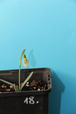 Galanthus nivalis forms sale 2021 Galanthus nivalis forms sale 2021