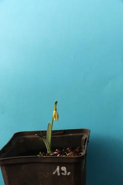 Galanthus nivalis forms sale 2021 Galanthus nivalis forms sale 2021