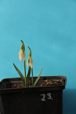 Galanthus nivalis forms sale 2021 Galanthus nivalis forms sale 2021