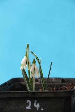 Galanthus nivalis forms sale 2021 Galanthus nivalis forms sale 2021