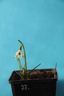 Galanthus nivalis forms sale 2021 Galanthus nivalis forms sale 2021