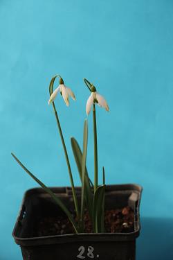 Galanthus nivalis forms sale 2021 Galanthus nivalis forms sale 2021