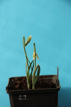 Galanthus nivalis forms sale 2021 Galanthus nivalis forms sale 2021