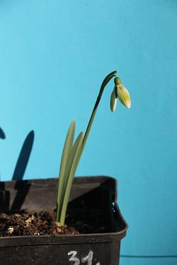Galanthus nivalis forms sale 2021 Galanthus nivalis forms sale 2021