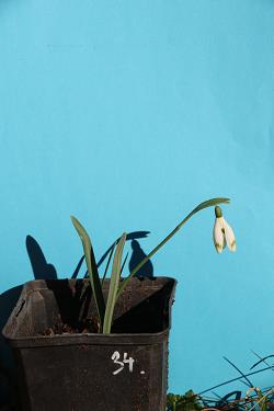 Galanthus nivalis forms sale 2021 Galanthus nivalis forms sale 2021