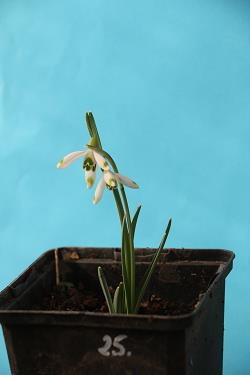 Galanthus nivalis forms sale 2021 Galanthus nivalis forms sale 2021