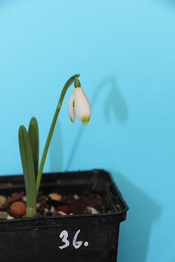 Galanthus nivalis forms sale 2021 Galanthus nivalis forms sale 2021