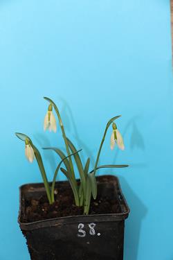 Galanthus nivalis forms sale 2021 Galanthus nivalis forms sale 2021