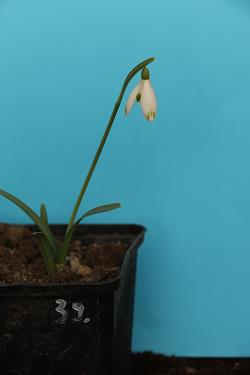 Galanthus nivalis forms sale 2021 Galanthus nivalis forms sale 2021