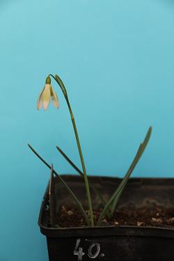 Galanthus nivalis forms sale 2021 Galanthus nivalis forms sale 2021