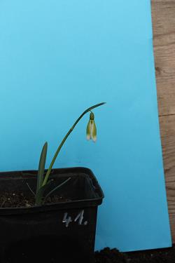 Galanthus nivalis forms sale 2021 Galanthus nivalis forms sale 2021