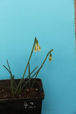 Galanthus nivalis forms sale 2021 Galanthus nivalis forms sale 2021