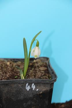 Galanthus nivalis forms sale 2021 Galanthus nivalis forms sale 2021