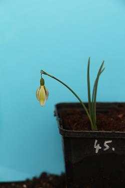 Galanthus nivalis forms sale 2021 Galanthus nivalis forms sale 2021