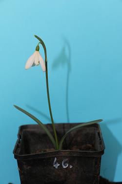 Galanthus nivalis forms sale 2021 Galanthus nivalis forms sale 2021