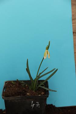 Galanthus nivalis forms sale 2021 Galanthus nivalis forms sale 2021