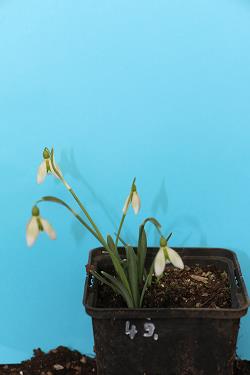 Galanthus nivalis forms sale 2021 Galanthus nivalis forms sale 2021