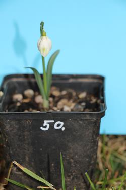Galanthus nivalis forms sale 2021 Galanthus nivalis forms sale 2021