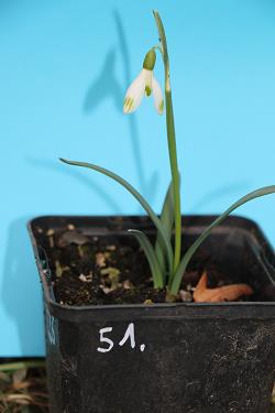 Galanthus nivalis forms sale 2021 Galanthus nivalis forms sale 2021