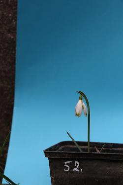 Galanthus nivalis forms sale 2021 Galanthus nivalis forms sale 2021