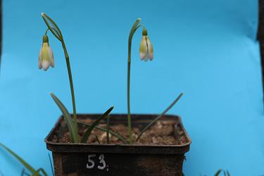 Galanthus nivalis forms sale 2021 Galanthus nivalis forms sale 2021