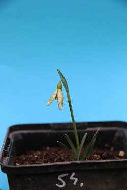 Galanthus nivalis forms sale 2021 Galanthus nivalis forms sale 2021