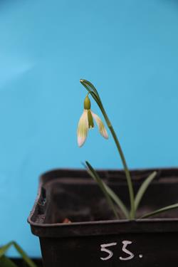 Galanthus nivalis forms sale 2021 Galanthus nivalis forms sale 2021