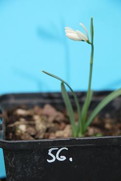 Galanthus nivalis forms sale 2021 Galanthus nivalis forms sale 2021