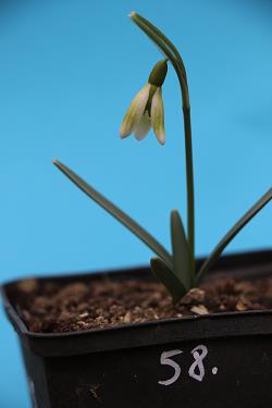 Galanthus nivalis forms sale 2021 Galanthus nivalis forms sale 2021