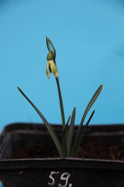 Galanthus nivalis forms sale 2021 Galanthus nivalis forms sale 2021