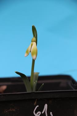 Galanthus nivalis forms sale 2021 Galanthus nivalis forms sale 2021
