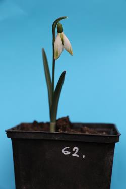 Galanthus nivalis forms sale 2021 Galanthus nivalis forms sale 2021