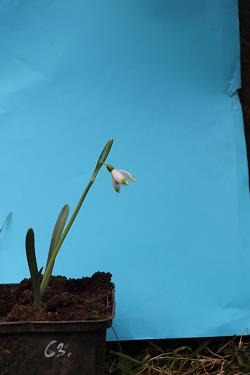 Galanthus nivalis forms sale 2021 Galanthus nivalis forms sale 2021