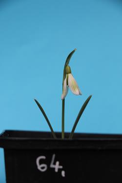 Galanthus nivalis forms sale 2021 Galanthus nivalis forms sale 2021