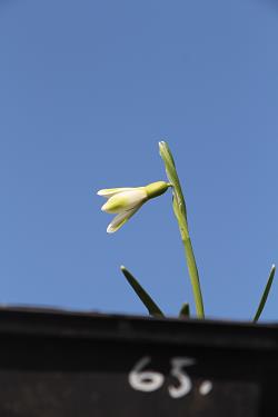 Galanthus nivalis forms sale 2021 Galanthus nivalis forms sale 2021