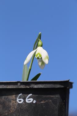 Galanthus nivalis forms sale 2021 Galanthus nivalis forms sale 2021
