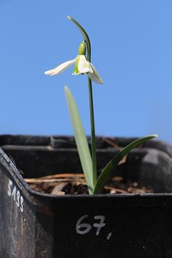 Galanthus nivalis forms sale 2021 Galanthus nivalis forms sale 2021