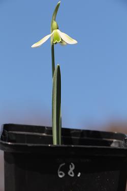 Galanthus nivalis forms sale 2021 Galanthus nivalis forms sale 2021