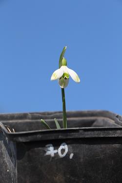 Galanthus nivalis forms sale 2021 Galanthus nivalis forms sale 2021