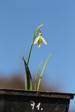 Galanthus nivalis forms sale 2021 Galanthus nivalis forms sale 2021