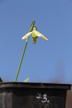 Galanthus nivalis forms sale 2021 Galanthus nivalis forms sale 2021