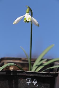 Galanthus nivalis forms sale 2021 Galanthus nivalis forms sale 2021